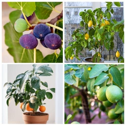 Image of Mediterranean Fruit Collection – 2 Each of 4 Citrus and Fig Trees – Orange ‘Calamondin’ – Lemon – Tahiti Lime – Green Fig – 8 x 9cm Pots by Thompson and Morgan
