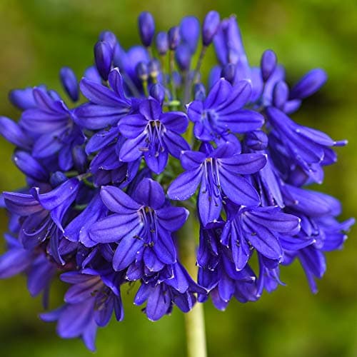 Image of Agapanthus Flower African Blue Lily Plant Drought Tolerant Dark Blue Exotic Blooms, Low Maintenance Hardy Perennial, 1 x 9cm Potted Agapanthus Flower of Love by Thompson and Morgan