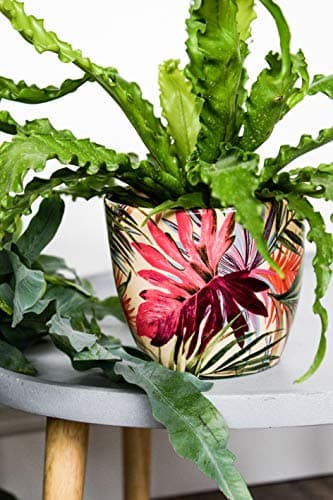 Image of Ivyline Monza Tropical Fuchsia Planter 17CM