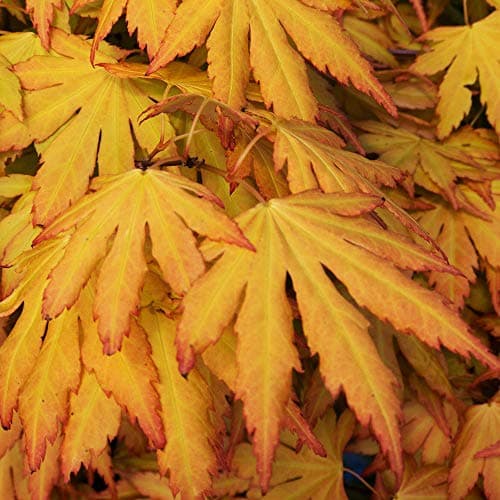 Image of Acer palmatum 'Orange Dream' | Japanese Maple Deciduous Potted Trees for Small Gardens | Premium Bushy Plant Shrub Tree in Pot (20-40cm (Incl. Pot))