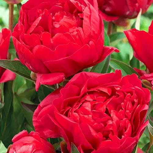 Image of 1 x Peony Karl Rosenfield – Exceptionally Eye-Catching – Large, Rose-Shaped, Vibrant Cherry-Red, Double Blossoms - Attracts Bees and Other Pollinators – for a Beautiful Summer Garden