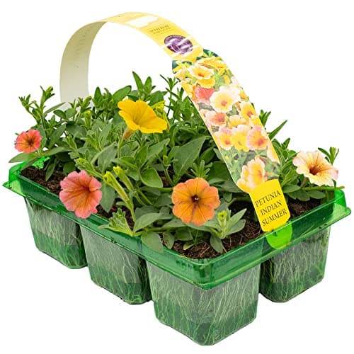 Image of Petunia Cascadian Indian Summer | Ruffled Trailing Outdoor Garden Basket Plants | 6 Pack