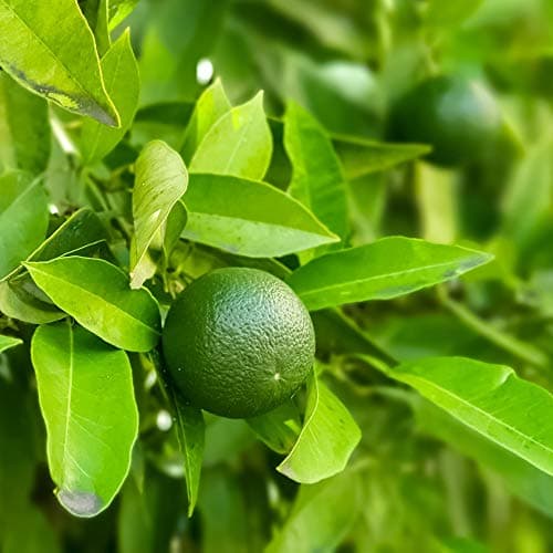 Image of Lime Tree Citrus Fruit Houseplant Grow Your Own Fruit Plant for Home, Office & Conservatory 9cm Pot x 1 by Thompson & Morgan