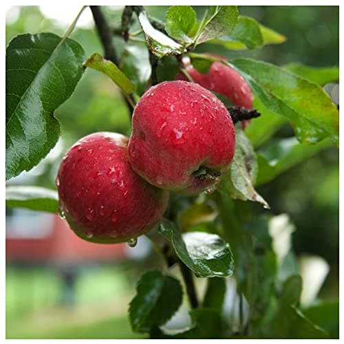 Image of Worcester Pearmain Apple Tree 4-5ft 6L Pot, Ready to Fruit,Self-Fertile & Sweet