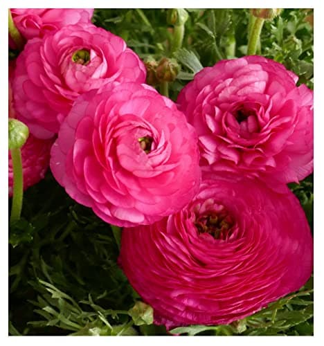 Image of 10 x Ranunculus Pink Summer Flowering Bulbs Persian Buttercup Aviv Cut Flowers Perennial Corms Size 6/7 Peony Shaped Double Blooms for Pots & Borders