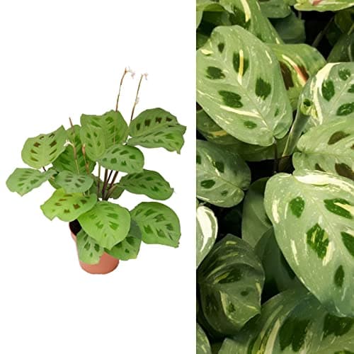Image of Maranta Leuconeura - Variegated Prayer Plant - 20-30cm in Height in a 12cm Pot (3 Plants)