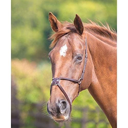 Image of Shires Blenheim Mexican Noseband Full Black