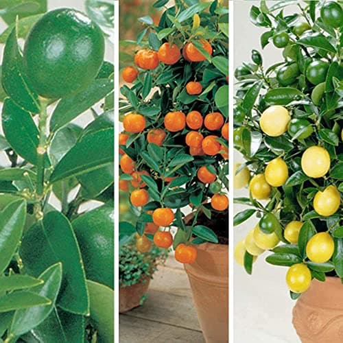 Image of Citrus Fruit Tree Trio House Plants Grow Your Own Orange and Lemon Plants with Edible Fruit, Patio Plant for Home, Office & Conservatory 3 x 9cm Pots Gift Wrapped by Thompson & Morgan