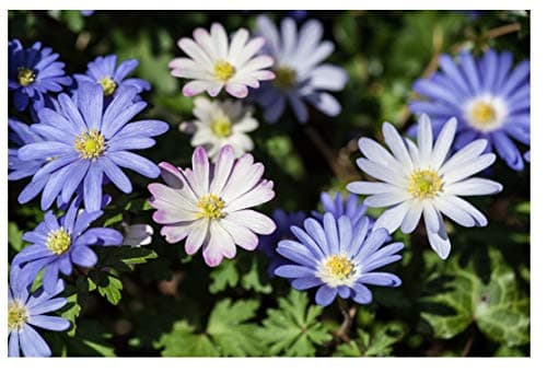 Image of 20x Anemone Blanda Mixed Colours Spring Summer Flowering Garden Corms Daisy Like Autumn Spring Planting Flowers Perennial Bulbs Size 4/5