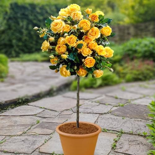 Image of YouGarden Patio Standard Yellow Rose in 4 Litre Pot, Gift Wrapped, Ready to Plant, 40cm Stem