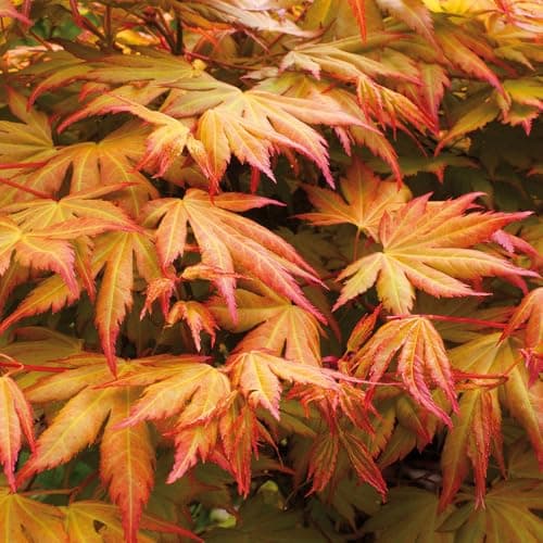 Image of YouGarden Acer palmatum 'Orange Dream' in 10.5cm Pot, Japanese Maple Trees for UK Gardens, Perfect in Large Pots or in The Ground, Ready to Plant Out