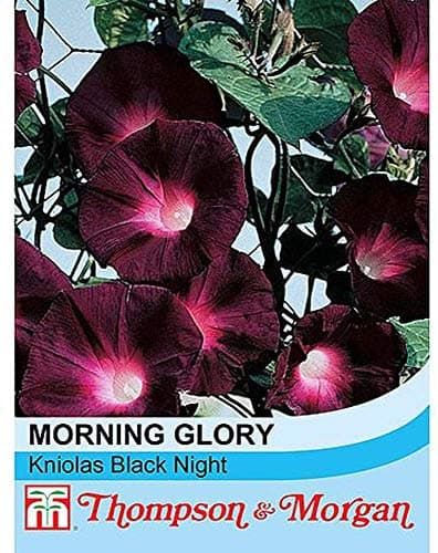 Image of Morning Glory Seeds 'Kniolas Black Night' Ipomoea purpurea Half-Hardy Annual Summer Flowering Garden Plants Easy to Grow Your Own 1 Packet of 30 Morning Glory Seeds by Thompson and Morgan
