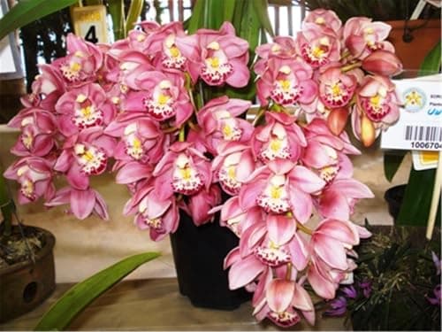 Image of Fragrant Cymbidium Orchid&Indoor and Outdoor Potted Plants - Easy to Bloom/That Grow Fast/Golden Jade Carving/Garden-3bulbs-H