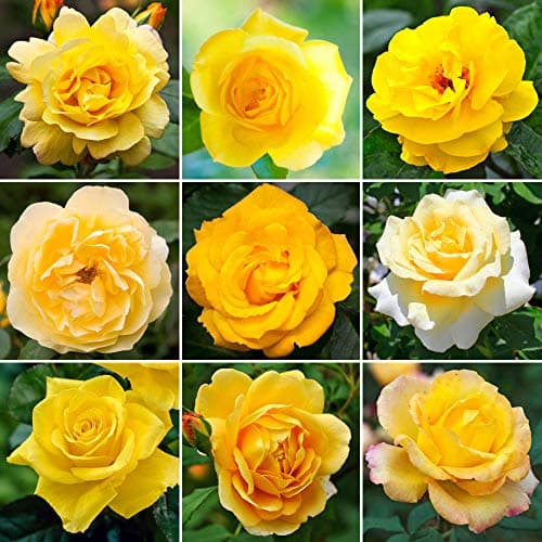 Image of GardenersDream Yellow Rose Bush Potted - Outdoor Garden Plants Ready to Plant - Climbing Roses for Garden with Fragrant Flower Rose Trees - Colourful Roses for Outdoor Gardens - (20-50cm Incl. Pot)