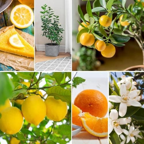 Image of Citrus Collection – Indoor Lemon & Orange Tree Set (2 x 9 cm Pots) | Dwarf Potted Fruit Plants for Conservatory, Patio or Windowsill | Grow Your Own Edible Citrus by Thompson & Morgan