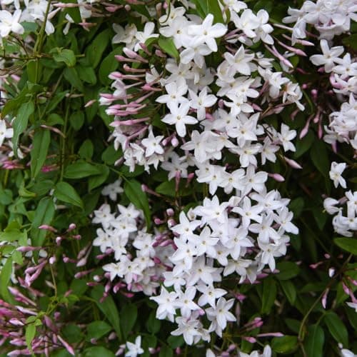 Image of Starry Starry Summer Night Jasmine – T&M Exclusive Fragrant Climber with Captivating White Blooms for Gardens, Porches - Vigorous and Versatile - 1x 3 Litre Potted Plant by Thompson & Morgan