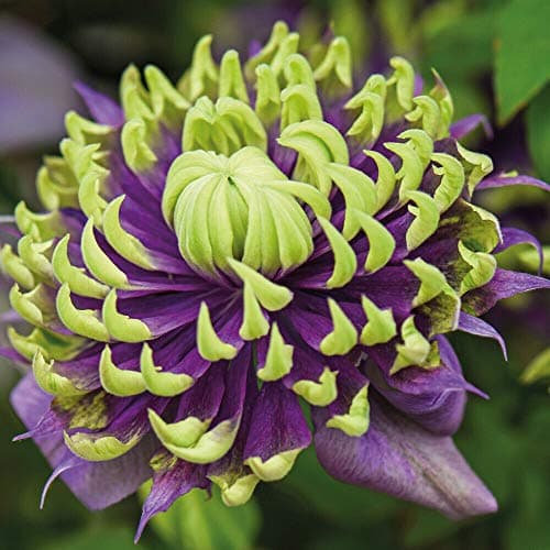Image of Clematis Plants 'Taiga' Potted Outdoor Garden Flower Plants, Old Man’s Beard, Clematis Florida, Climbing Plant, Hardy Shrub, Garden Flower Plants, Supplied in 9cm Pots by Thompson and Morgan (3)