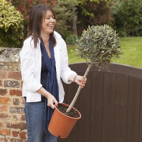 Image of YouGarden Hardy Ornamental Olive Tree Standard 80-90cm Tall, Mediterranean Olive Tree for Gardens Patios and Decking, Ornamental Trees for Gardens