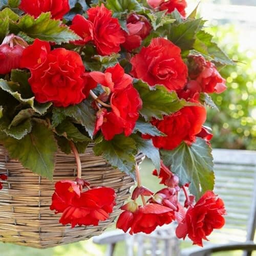 Image of Carbeth Plants - 10 x Trailing Red Begonia Pendula Tubers - Easy to Grow Perennial Hanging Begonia Flowers - Planting in Garden Hanging Baskets, Pots, Containers