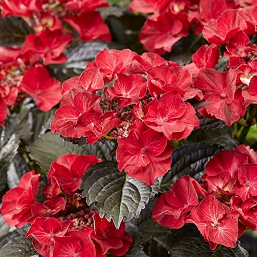 Image of Hydrangea macrophylla x serrata 'After Midnight' Hardy Shrub Dark Foliage Bright Flowerheads Long Season Mass Planting Individual 1x 2 Litre Potted Plant by Thompson and Morgan