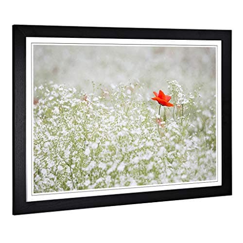 Image of Big Box Art Framed Print of Flower Lone Poppy Design | Wall Art Picture | Home Decor for Kitchen, Living, Dining Room, Lounge, Bedroom, Hallway, Office, Black, A2 / 24.5x18 Inch / 62x45cm