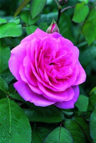 Image of Gertrude Jekyll (ausbord) Deep Pink Bare Root Rose-Old Rose Hybrid from David Austin Roses