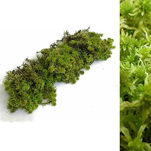 Image of Fresh Sphagnum Moss - 500g/1kg - Ideal for Terrariums, Live Plant Displays and Wreaths (1kg)