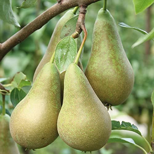 Image of Suttons Seeds Pear Fruit Tree Standard Patio Hardy Garden Plant 'Conference' 1 x 5L Potted Fruit Plant by Suttons, Green