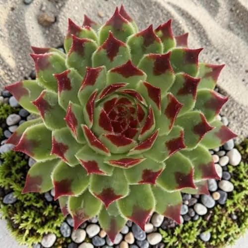 Image of Carbeth Plants Sempervivum Chick Charms Mint Marvel in 12cm Pot - Hardy Succulent Outdoor Plant - Evergreen Alpine - Low Maintenance Rockery & Container Plant (2)