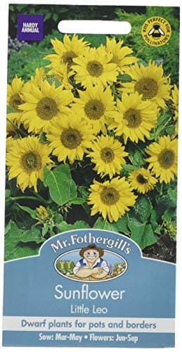 Image of Mr Fothergill's Sunflower Little Leo