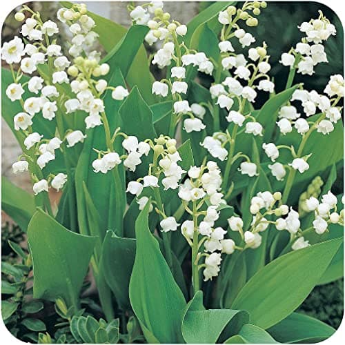 Image of Lily of The Valley Jumbo Planting Pips x 10 by Growtanical®