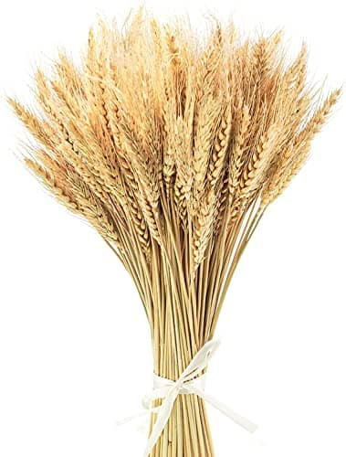 Image of Yukiyi 100 Stems 40cm Dried Wheat Flowers Sheaves Stalks Bouquet Bundles Natural Ear of Grain Dry Grass Bunch DIY Arrangets for Home Wedding Store Decorative Autumn Wreath Decoration, (Nature)