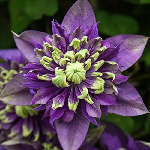 Image of Clematis Taiga Clematis Florida Taiga Old Man’s Beard Hardy Shrub Exotic Show Stopping Climber Ideal for Walls, Fences and trellises Easy to Grow and Maintain 1 x 9cm Pot by Thompson and Morgan