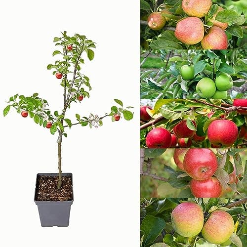 Image of Patio Apple Tree - Mixed Varieties - Patio Fruit Tree 2-4ft in 5 Litre Pot - High Yielding (1 Tree)