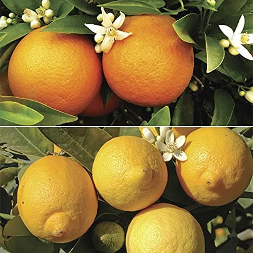 Image of Citrus Grove Starter Plants kit-1 Panama ornage and 1 Lemon Tree in 9cm pots Fruit Bush