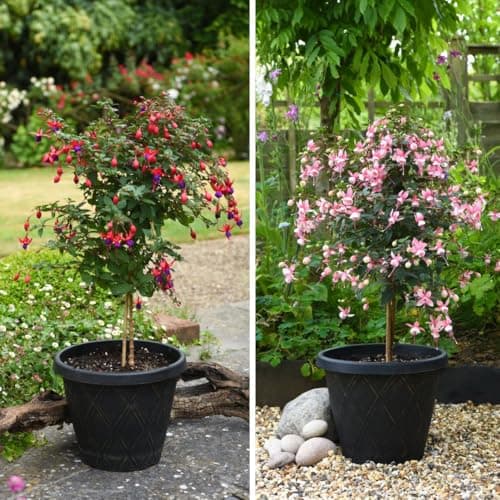 Image of Fuchsia Quarter Standard Duo Colourful Display of Purple Red Flowers Stunning Patio Plant 2X 19cm Pots by Thompson and Morgan