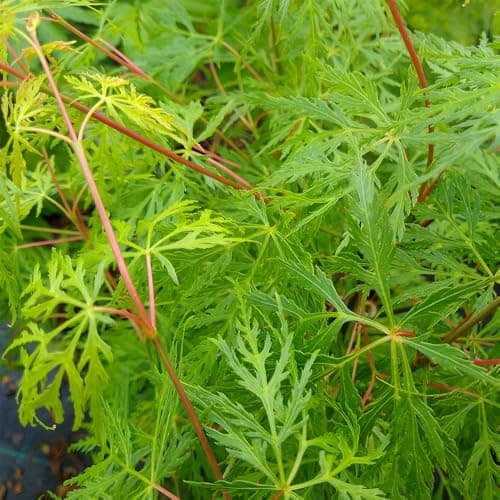 Image of YouGarden Japanese Maple Acer Trees Shrubs, Pack of Three Established Plants in 10.5cm Pots, Autumn Colour, Deciduous Plants
