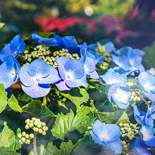 Image of Hydrangea macrophylla 'Blaumeise' Teller Blue' Deciduous Hardy Shrub Lacecap Blue Blooms RHS AGM Easy to Grow Flowers 1 x 3.6-Litre Potted Plant by Thompson and Morgan
