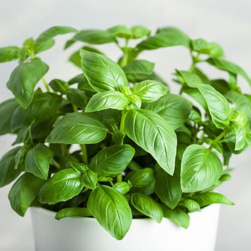 Image of Italiano Classico Basil Seeds (Ocimum Basilicum) – Classic Sweet Basil for Pesto, Salads & Cooking – Ideal for Pots, Containers & Kitchen Gardens