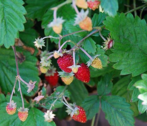 Image of Alpine Strawberry Plant Grown in 9cm Pot