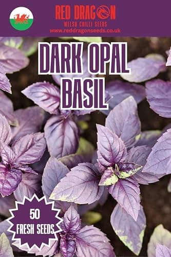 Image of Dark Opal Basil Seeds – Striking Purple Basil – Aromatic, Flavourful Leaves for Salads, Pesto & Garnish – Easy to Grow