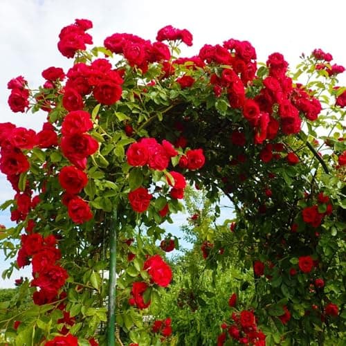 Image of Climbing Rose in 2 Litre Pot - Golden, Pink, Red, White and Orange - Excellent Rose for Walls, Pillars Trellises and Arches (Red)