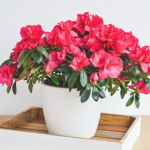 Image of Azalea 'Dwarf Red' Outdoor Garden Flower Hardy Evergreen Compact Dwarf Azalea Shrubs for Patios, Beds & Borders Provide Spectacular Colour 1 x Red Azalea in 9cm Pot by Thompson & Morgan