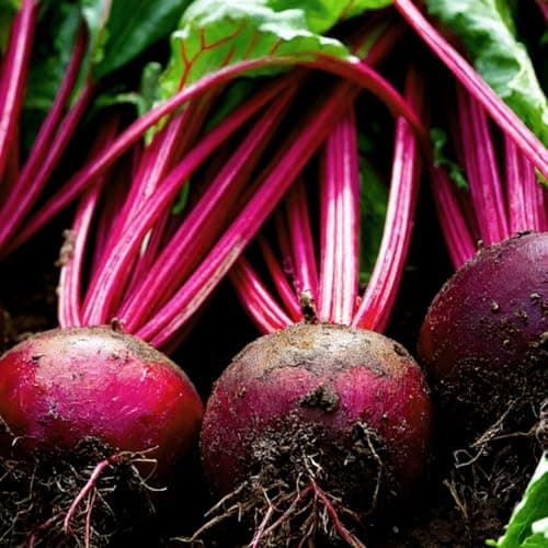 Image of Beetroot Boltardy Seeds – RHS Award of Garden Merit – High-Yield & Easy to Grow – Fresh Tasty Vegetables – for Your Kitchen Garden