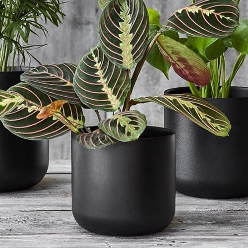 Image of Ivyline Round Lisbon Planter in Dark Grey - Waterproof & Durable - Contemporary Premium Glazed Decorative Indoor Ceramic Flower Pot - H26cm x D26cm