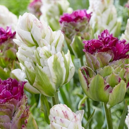 Image of Tulip ‘Tower Light Mix’ – Double Late Tulip Bulbs – Unique White & Purple Sculptural Blooms – Hardy Perennial for Stunning Spring Cut Flowers, 16 Bulbs, by Thompson & Morgan