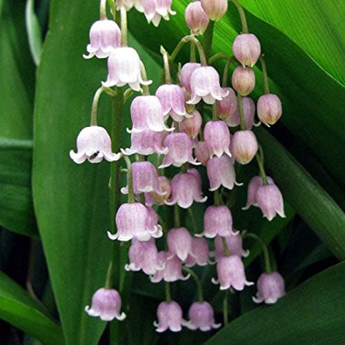 Image of Pink Convallaria Majalis Rosea 'Lily of The Valley' Jumbo Planting Pips x 5