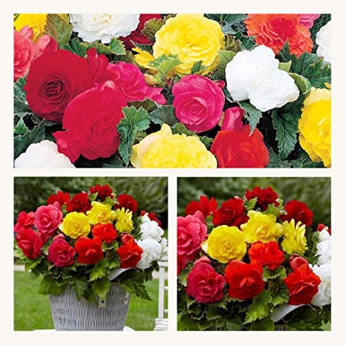 Image of Double Begonia Mixed Corms. Stunning Double Blooms Extra Large Corms Size 7/8 (3)