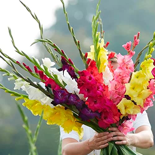 Image of 50 x Gladiolus Large Flowering Mixed – Colorful Long-Lasting Cut-Flowers – Perennial – Summer Flowering Bulbs – for Your Beautiful Garden