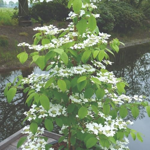 Image of Viburnum Plicatum Kilimandjaro Sunrise 25 Litre Pot - RHS Award-Winning Hardy Shrub with Pink-Tinged White Flowers and Autumn Colour - Thompson & Morgan